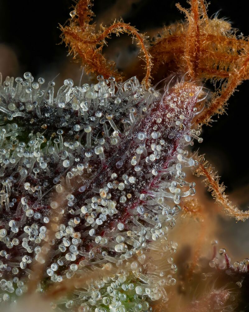 Strawberry Skrilla, Фасовка: 3, изображение 6